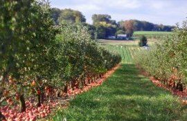 mere seceta recolta - AgroExpert.md