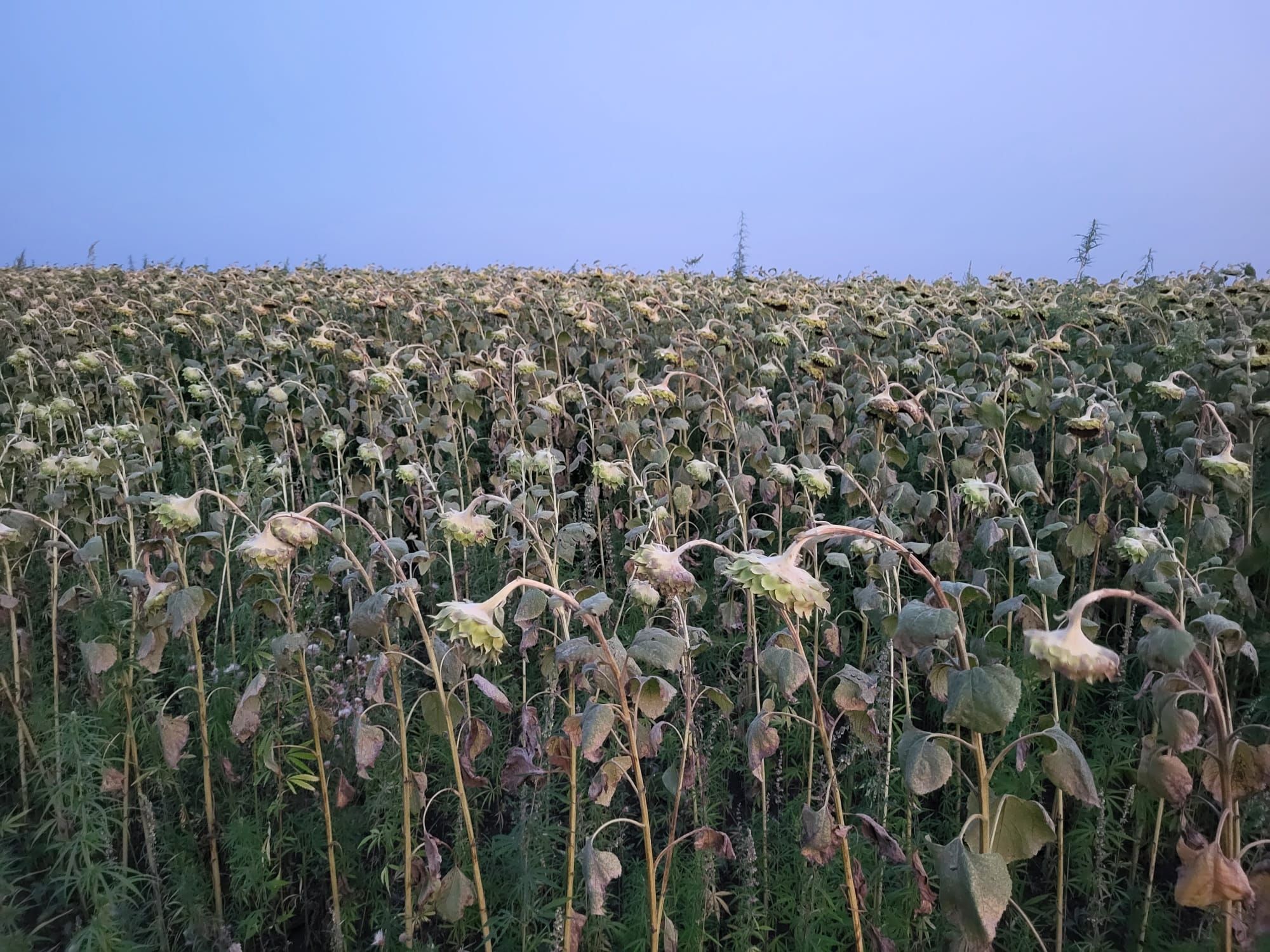 secetă floare asoarelui fermieri - AgroExpert.md