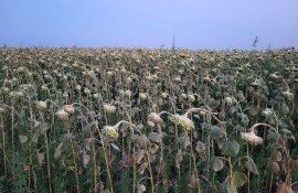 secetă floare asoarelui fermieri - AgroExpert.md