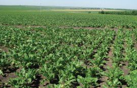 sfecla recoltă sectă - AgroExpert.md