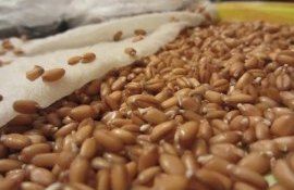 Качество пшеницы в России - AgroExpert.md