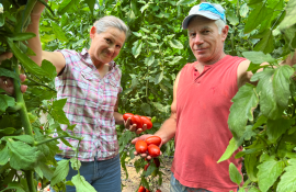 agricultură, roșii, livadă - AgroExpert.md
