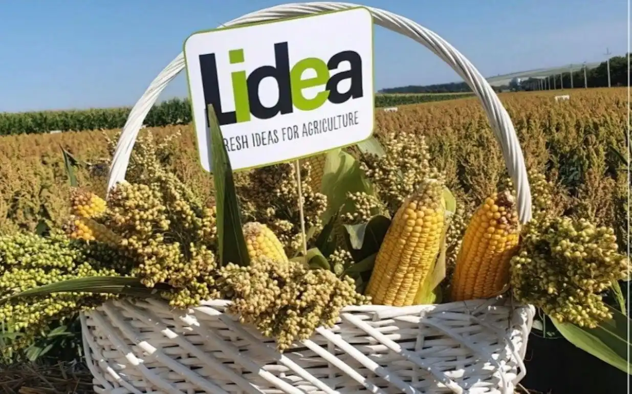 Самые надежные гибриды от Lidea на TehAgroFest-2022