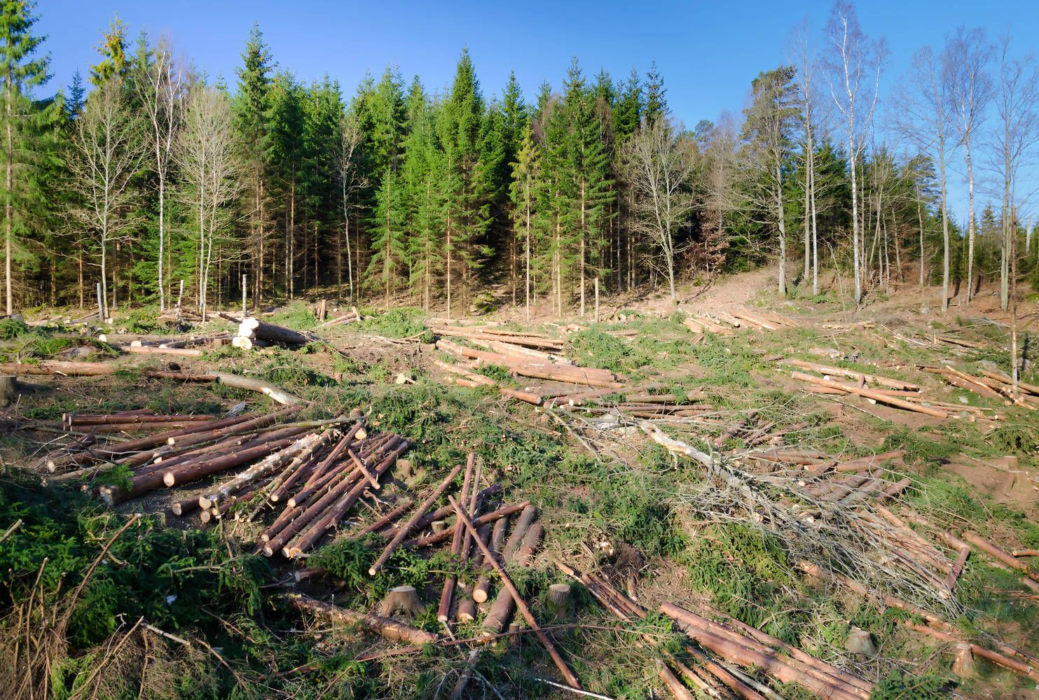 copaci defrișare Moldova - AgroExpert.md