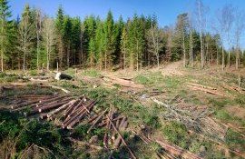 copaci defrișare Moldova - AgroExpert.md