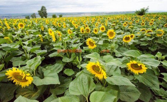 floare soarelui bulgari ucraina - AgroExpert.md