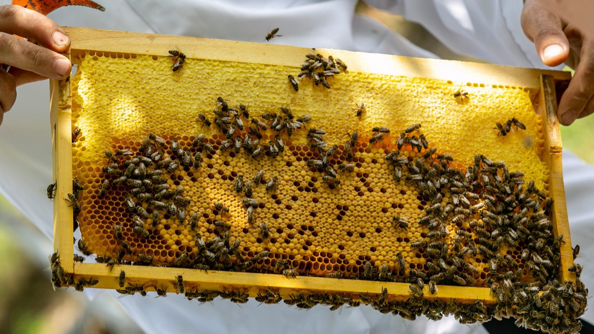 Пчеловодство апитерапия. Пчелы и Пчеловодство. Пчелы и мед. Мед пасека. Пчеловодство в Молдове.