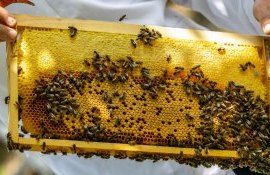 miere albine secetă - AagroExpert.md