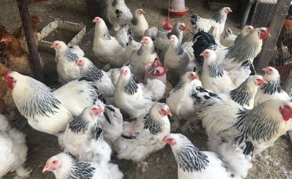 China ouă găini -AgroExpert.md