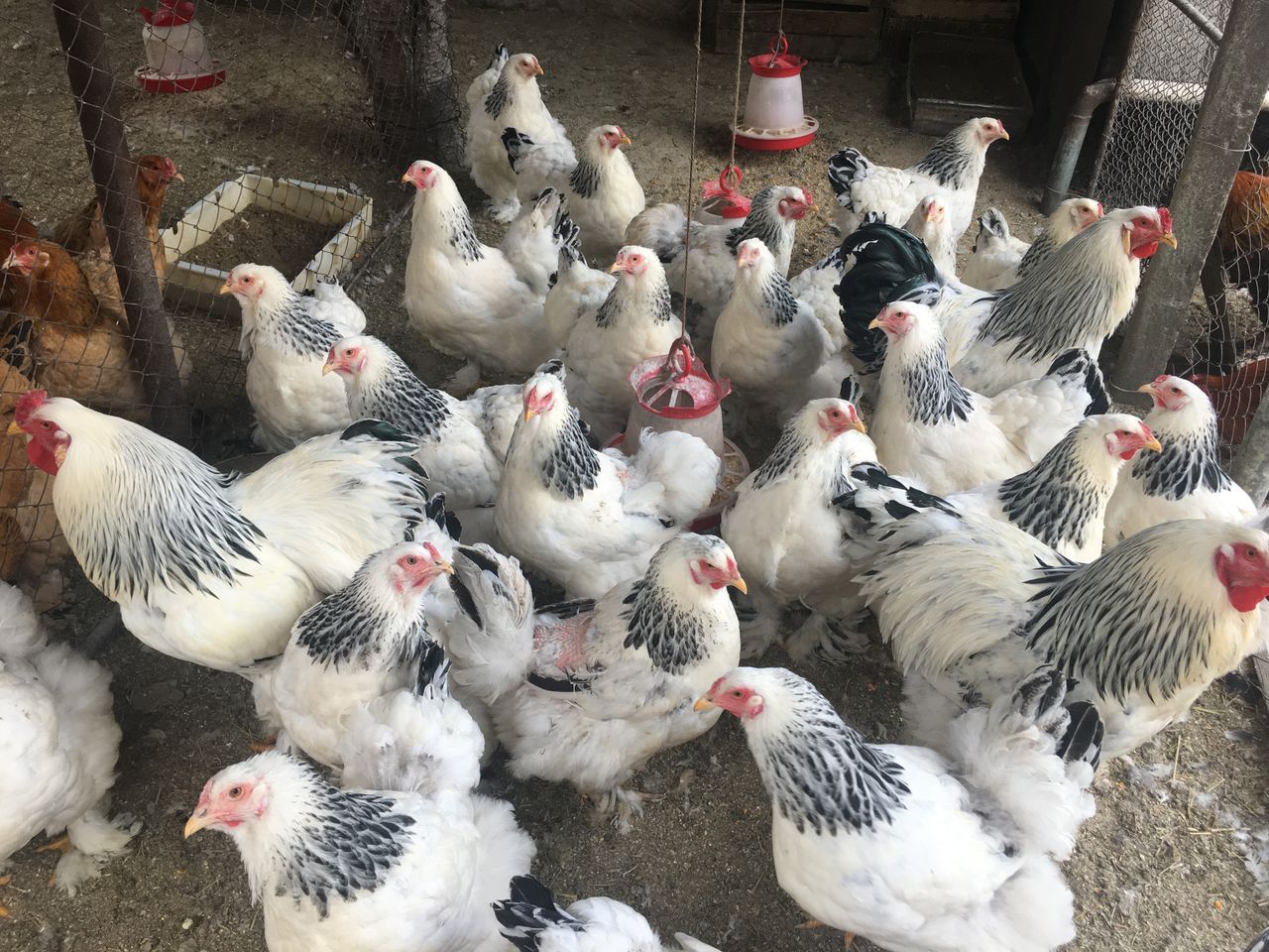 China ouă găini -AgroExpert.md