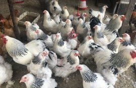 China ouă găini -AgroExpert.md