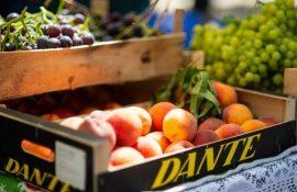 fructe turcia import - AgroExpert.md