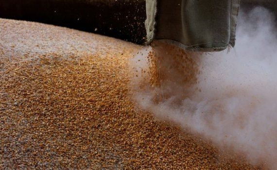 grâu export prețuri - AgroExpert.md