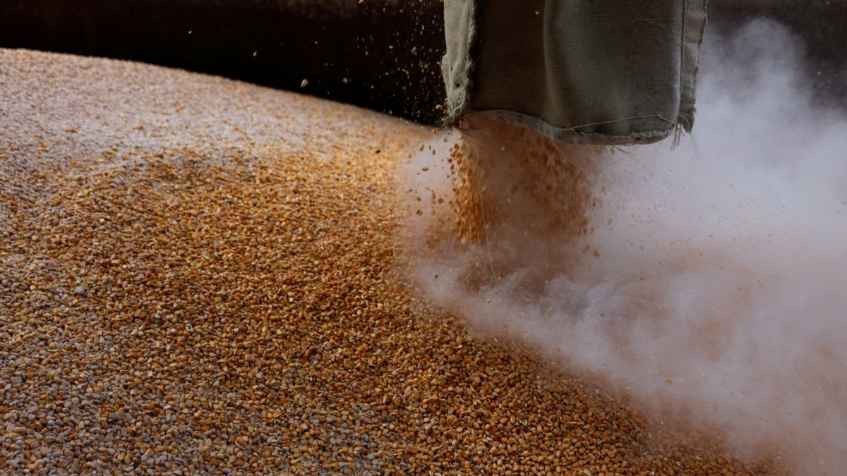 grâu export prețuri - AgroExpert.md