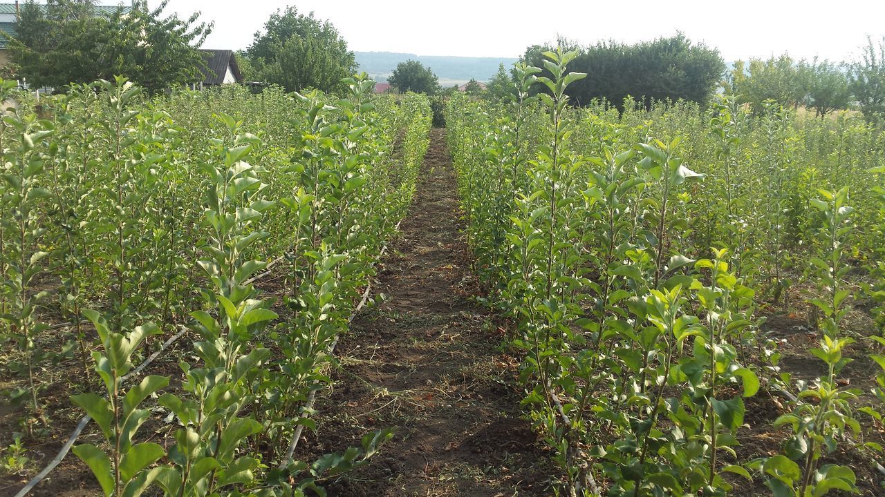puieți măr export - AgroExpert.md