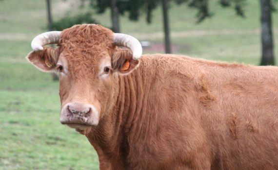 bovine export Ucraina - AgroExpert.md