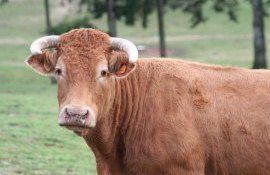 bovine export Ucraina - AgroExpert.md