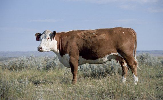 bovine Bulgaria ferme - agroExpert.md