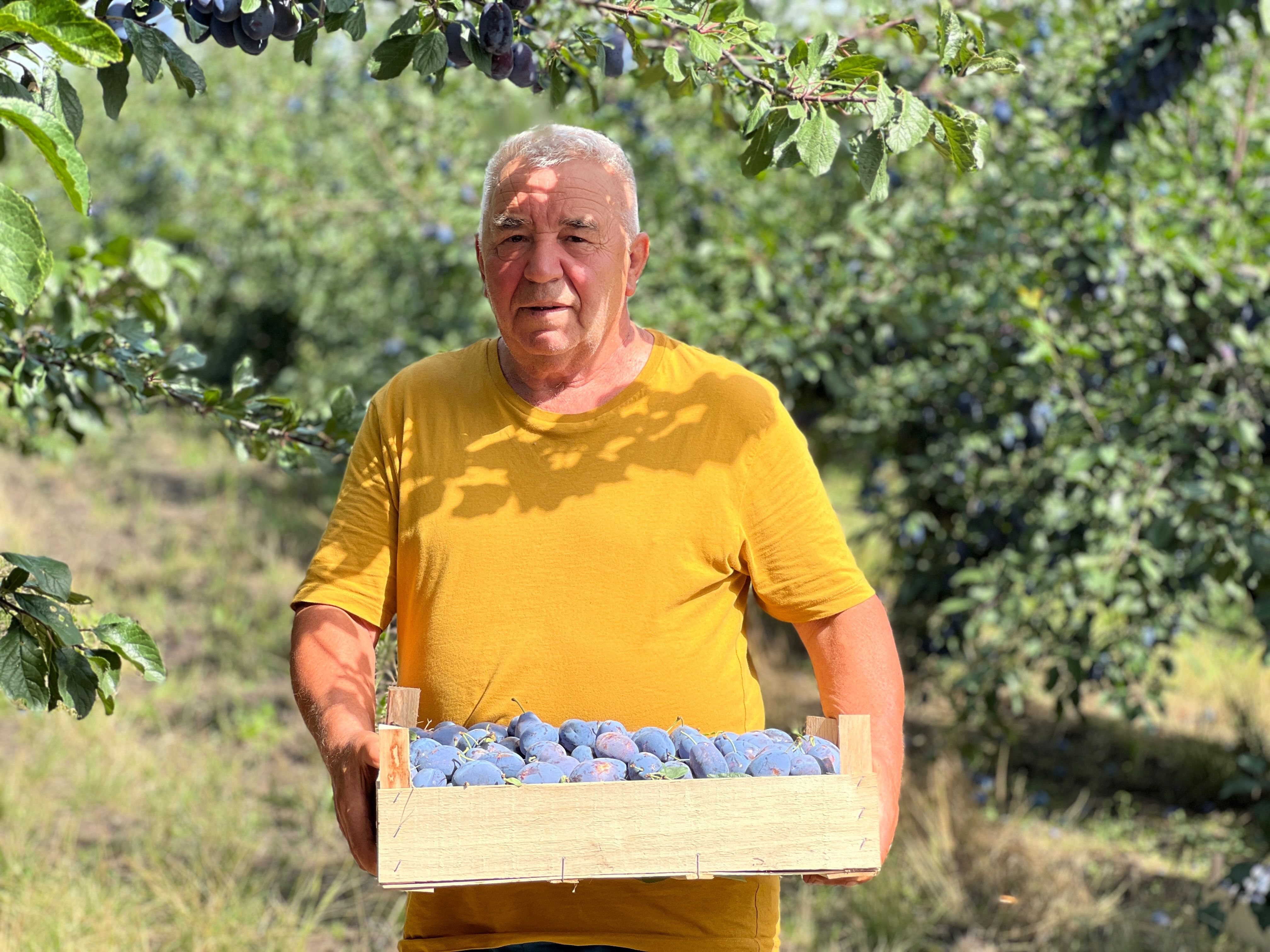 prune recoltă fermier - AgroExpert.md