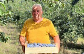 prune recoltă fermier - AgroExpert.md