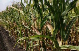 porumb, recolta record - AgroExpert.md