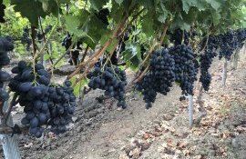 struguri, moldova producție - AgroExpert.md