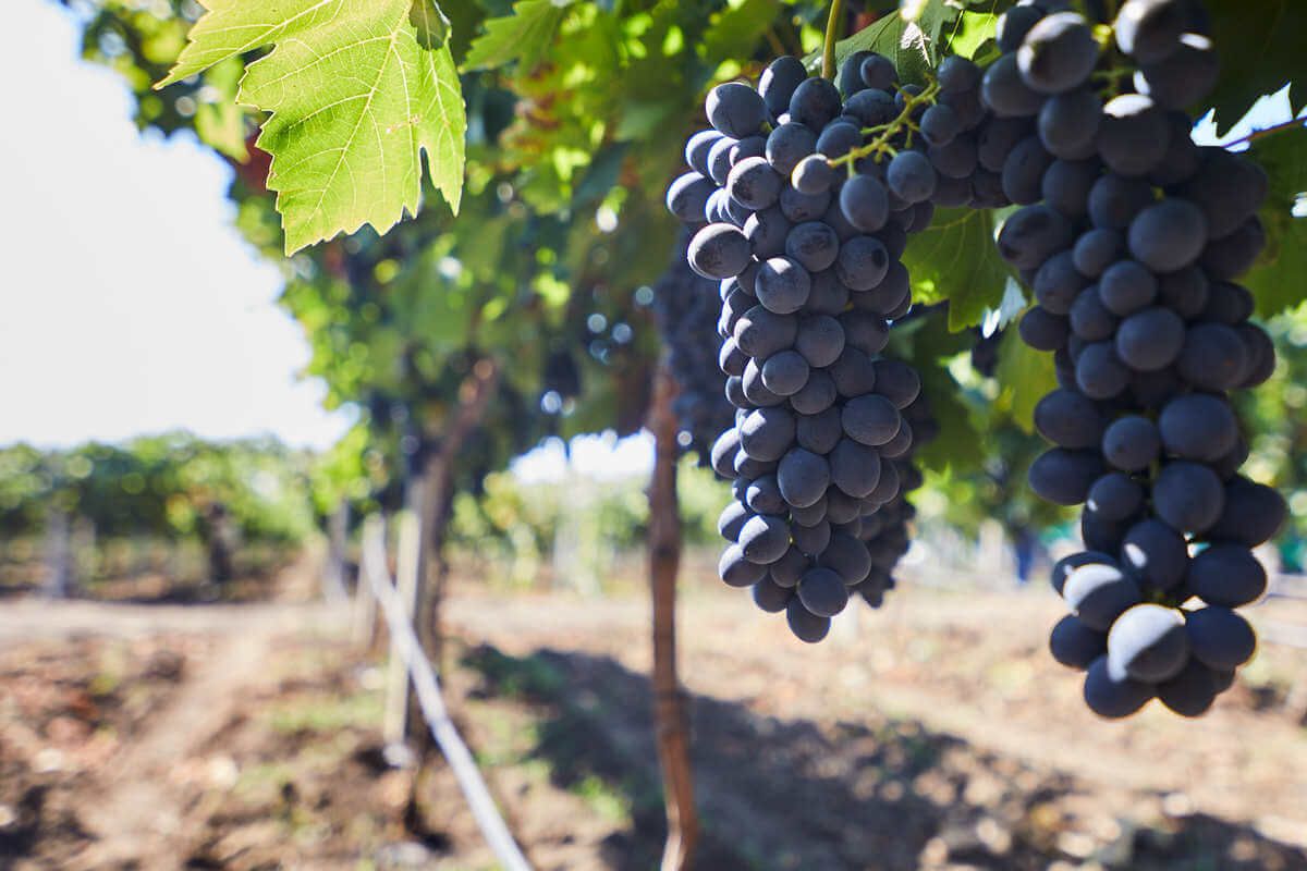 struguri recoltă agricultori - AgroExpert.md