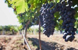 struguri recoltă agricultori - AgroExpert.md