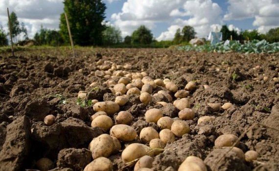 recolta cartofi Moldova - AgroExpert.md