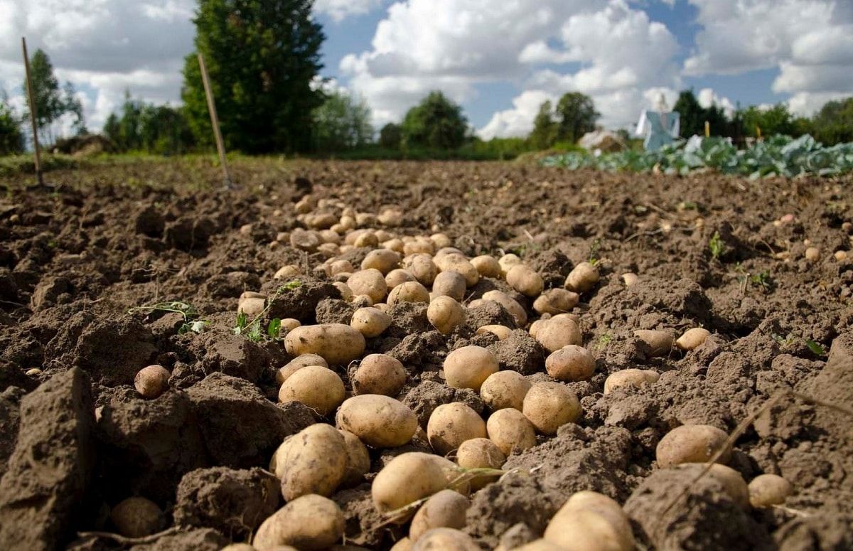 recolta cartofi Moldova - AgroExpert.md