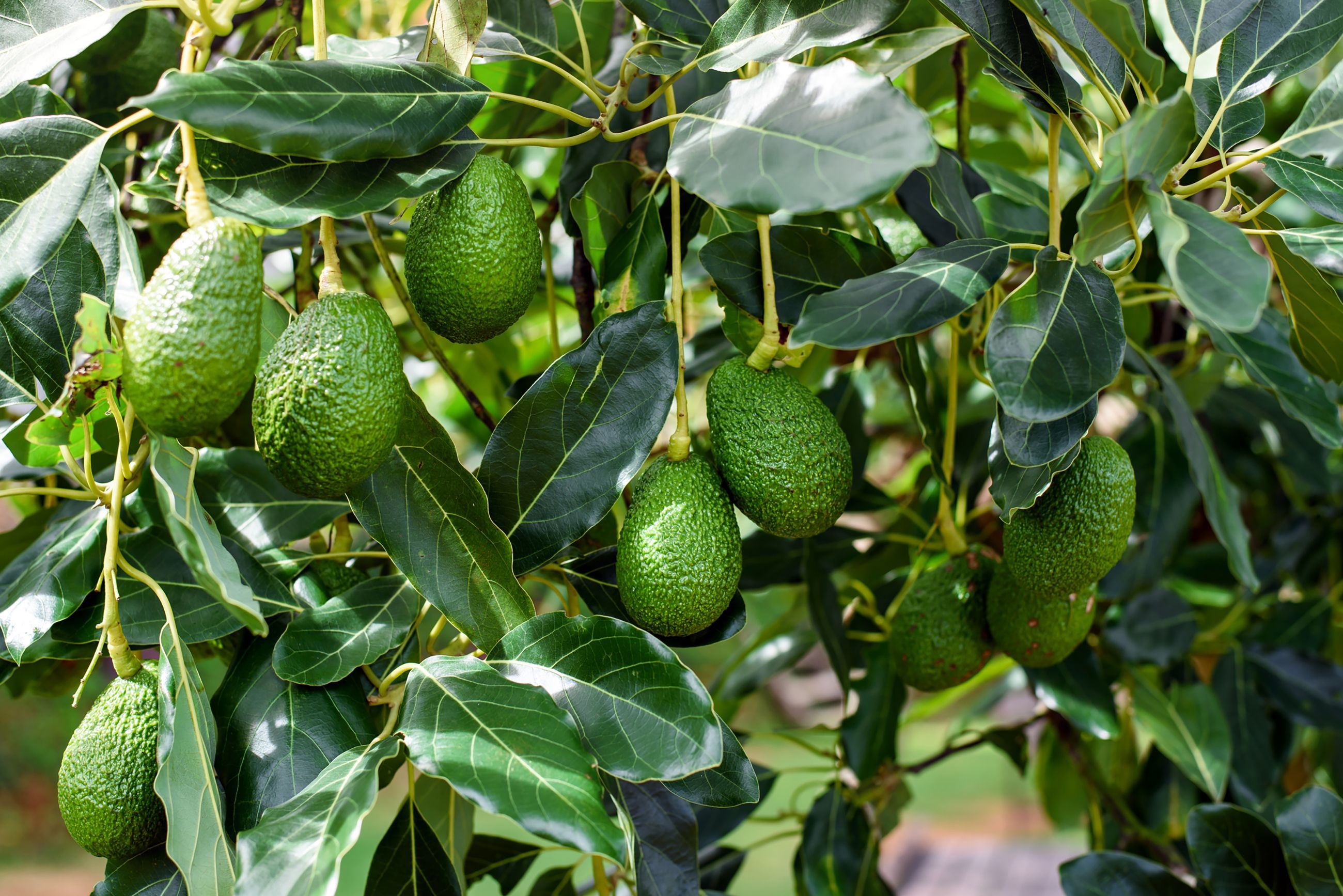 avocado marea britanie seceta - AgroExpert.md