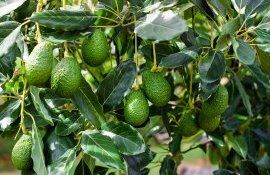 avocado marea britanie seceta - AgroExpert.md