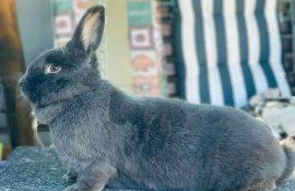 invazie iepuri, australia - AgroExpert.md