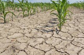 seceta românia - AgroExpert.md