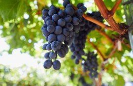 struguri recolta fermieri - AgroExpert.md