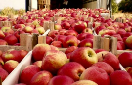 mere expoziție Egipt - AgroExpert.md