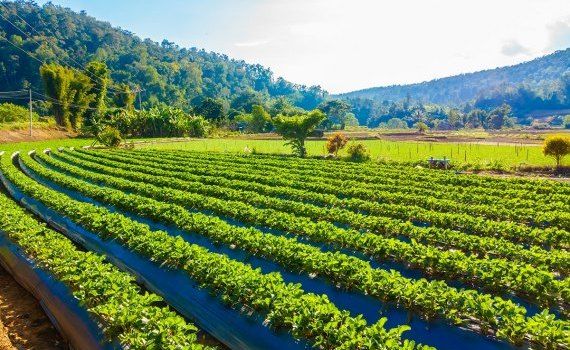 agricultură UE - AgroExpert.md