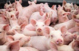 măcelari porci Spania - AgroExpert.md