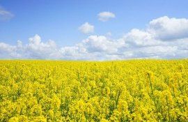 rapita recolta prețuri - AgroExpert.md