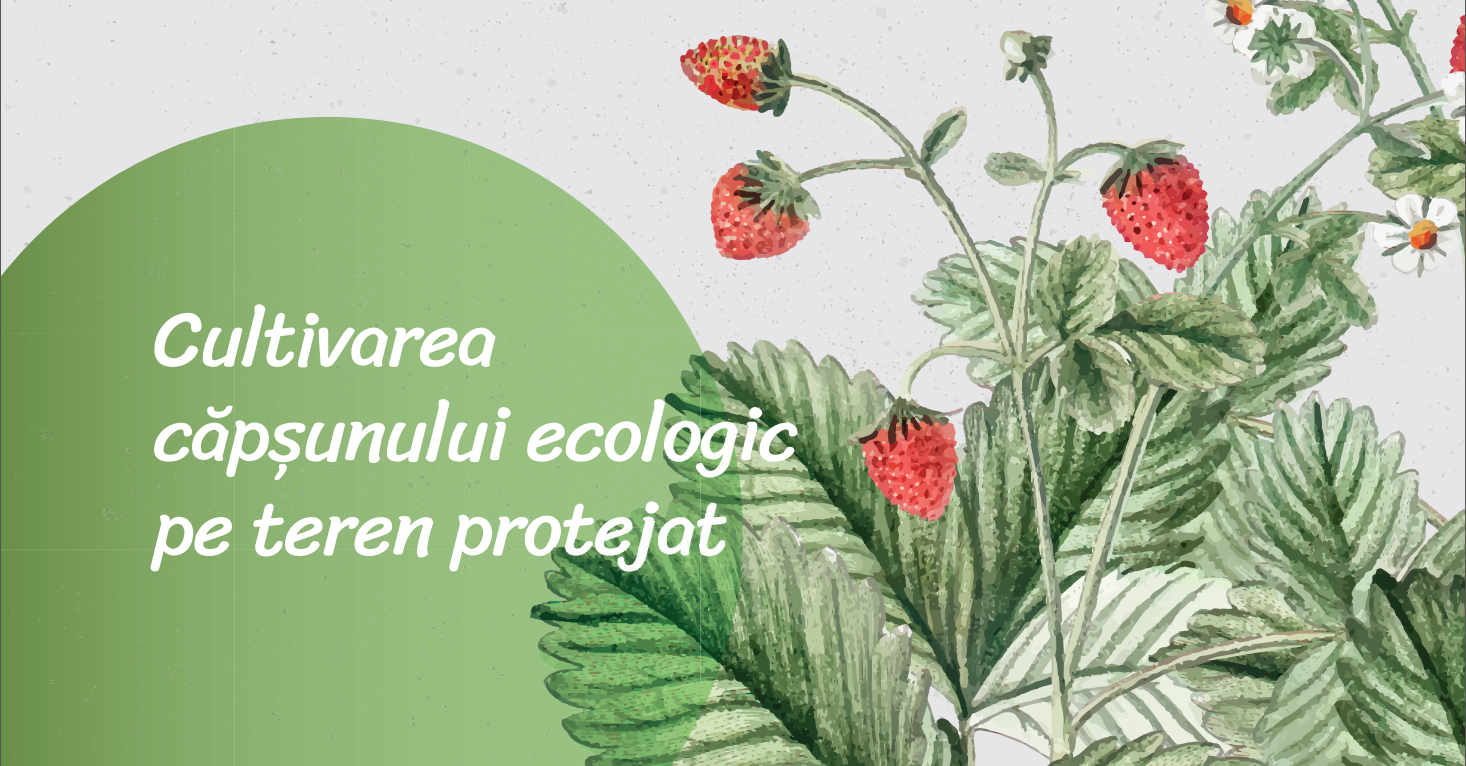 căpșuni parteneriat educație - AgroExpet.md