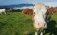 zootehnie ferme vaci - AgroExpert.md