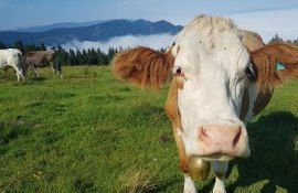 zootehnie ferme vaci - AgroExpert.md