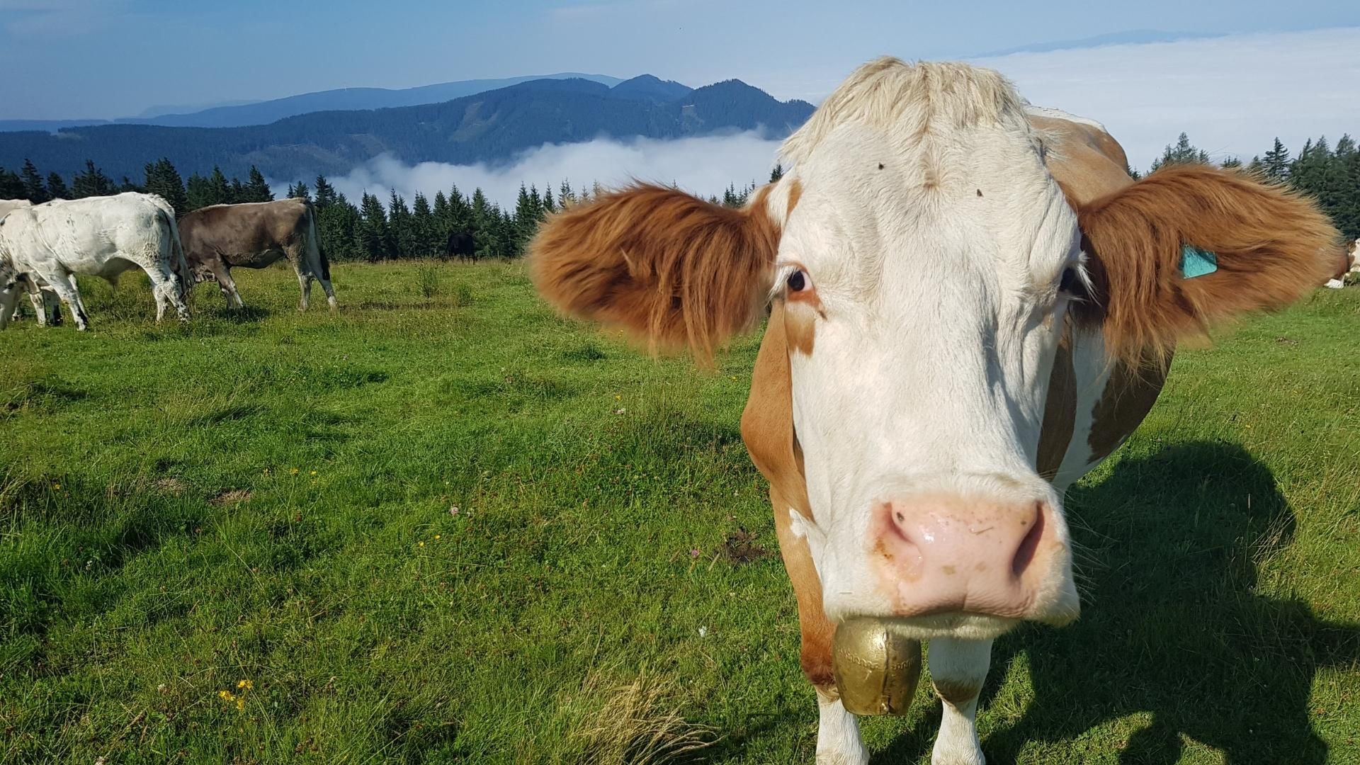 zootehnie ferme vaci - AgroExpert.md