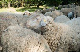 animale export iimport - AgroExpert.md