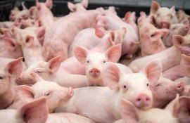 porci subventii România - AgroExpert.md