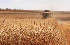 recolta cereale România - AgroExpert.md
