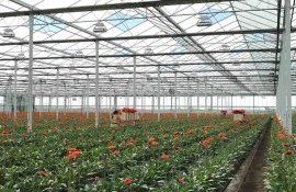sere Olanda enrgie - AgroExpert.md