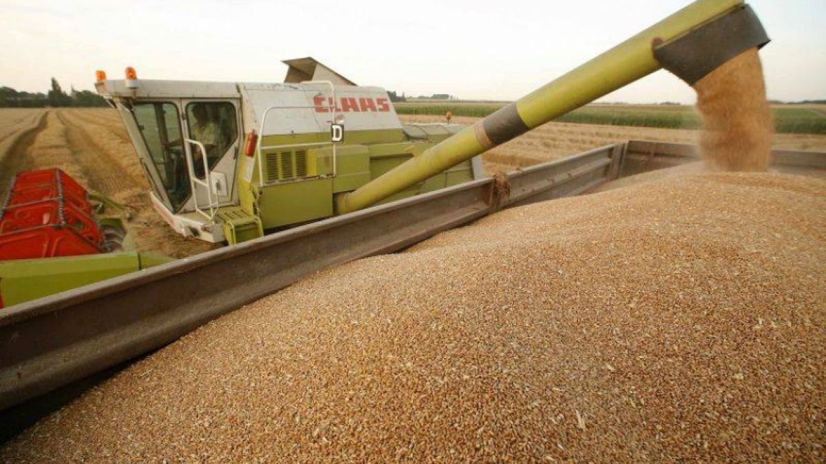 cereale grâu Rusia - AgroExpert.md