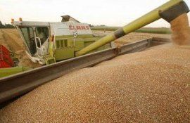 cereale grâu Rusia - AgroExpert.md