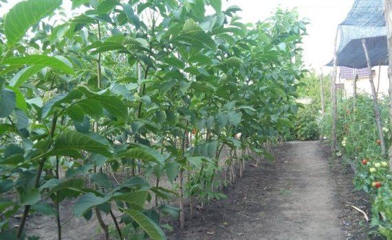 nuc puieți export - AgroExpert.md